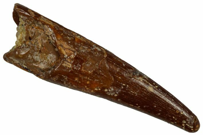 Fossil Pterosaur (Siroccopteryx) Tooth - Morocco #299801